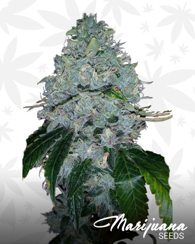 Chem Valley LSD