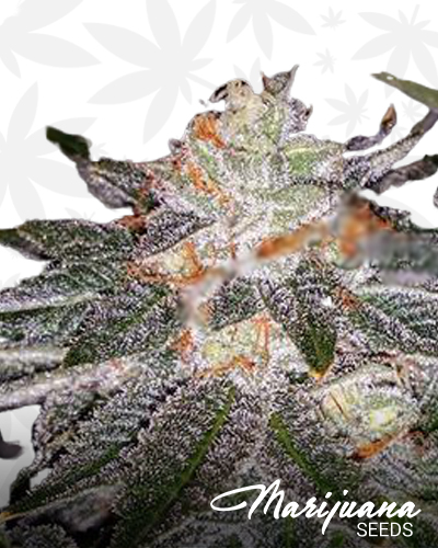Chem Wolf