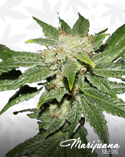 Chem Wreck Haze