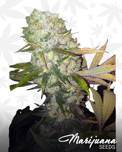 ChemDawg Guava X Creamsicle