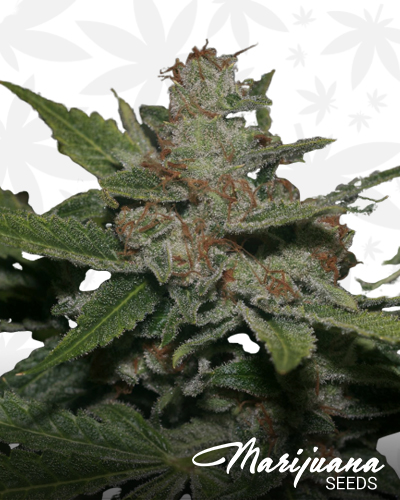 Chemdawg 91 x Memory Loss