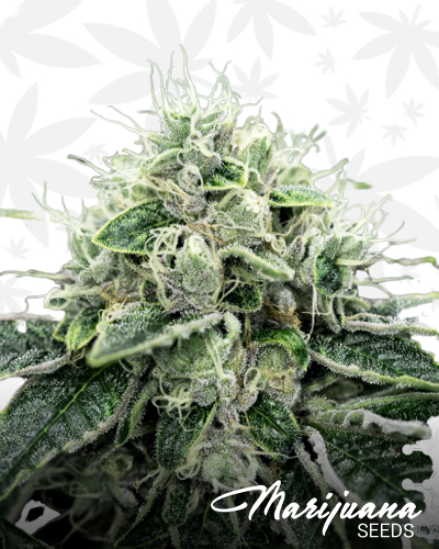 Chemdawg OG 1