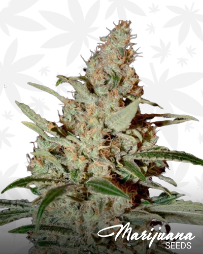 Chemdog D BX2