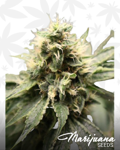 Chemhead OG