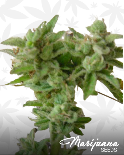 Chemo X Jack Herer