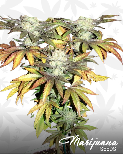 Chemzilla Grape