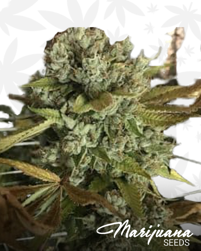 Cherry AK 47 x Kush Mints 11 1