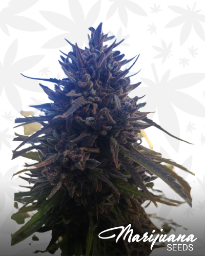Cherry AK47