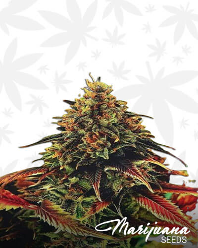 Cherry Alien Aka Alien Pie