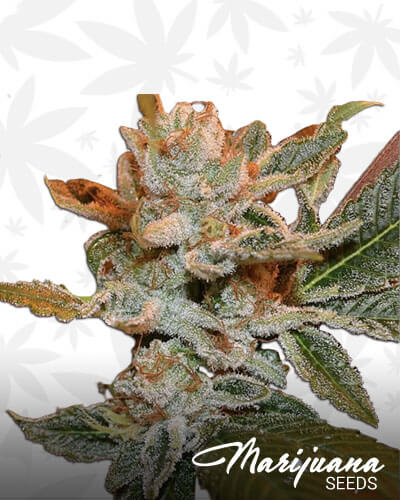 Cherry Alien IX