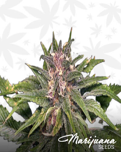 Cherry Assassin