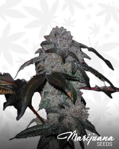 Cherry Blossom Kush