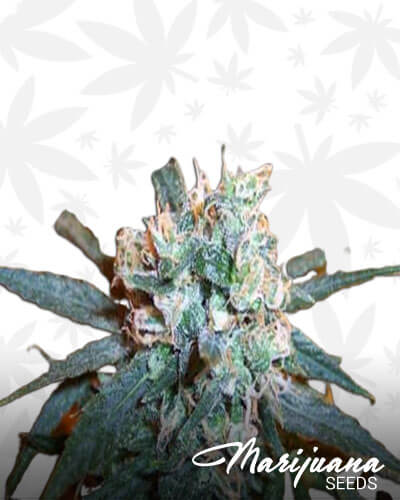Cherry Bomb Indica