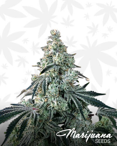 Cherry Bonkers