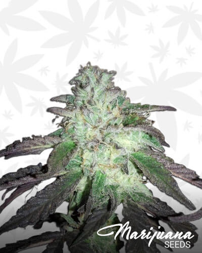 Cherry Bubba Kush