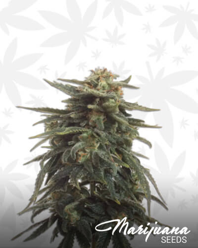 Cherry Bud Automatic