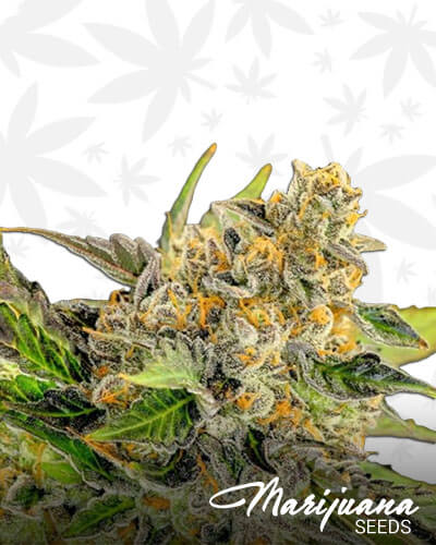 Cherry Chem