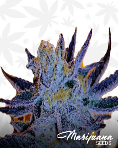 Cherry Diesel x Star Dawg