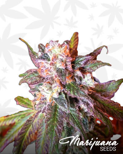 Cherry Fire Pie OG