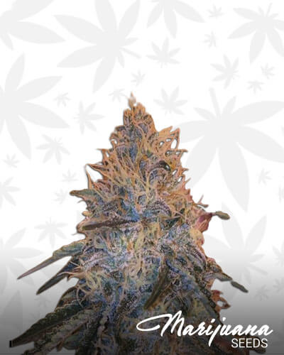 Cherry Glue Head