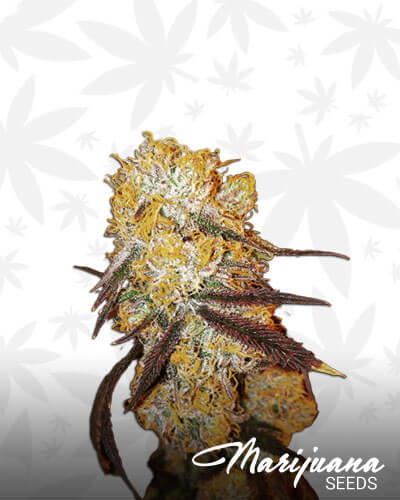 Cherry Gorilla