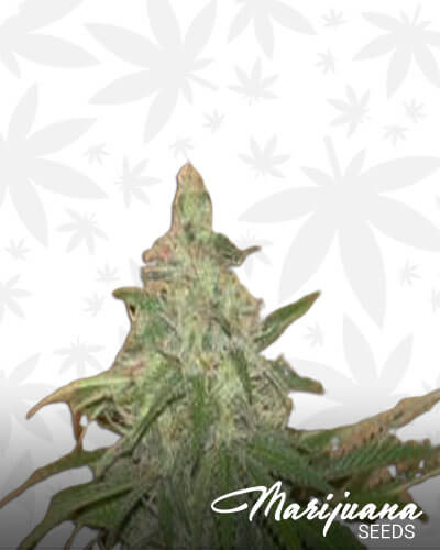 Cherry Haze