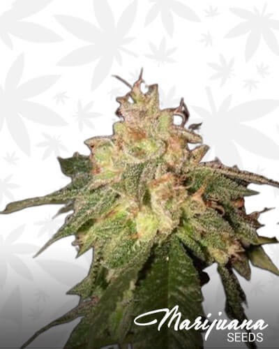 Cherry Limeade OG Kush
