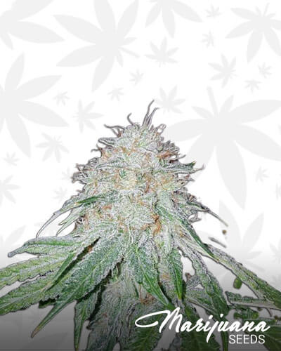 Cherry OG Kush