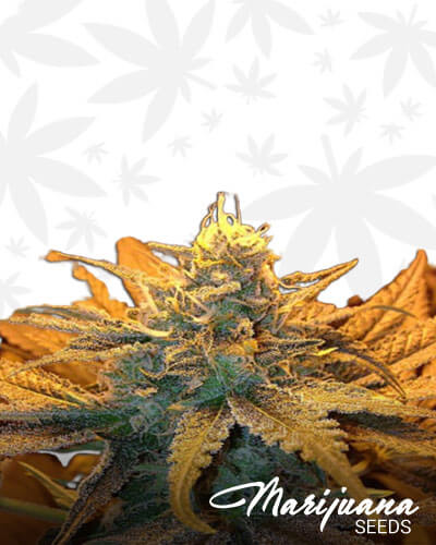 Cherry Pie BX1