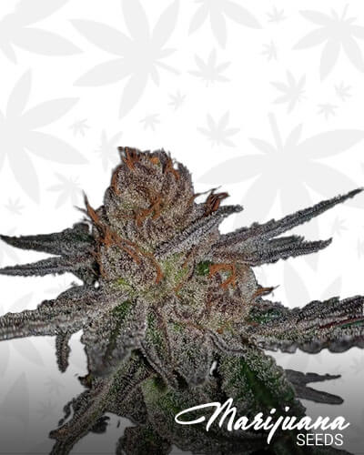 Cherry Pie Breath