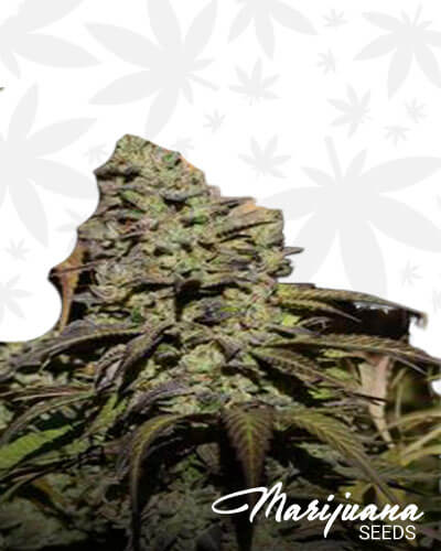 Cherry Pie Glue
