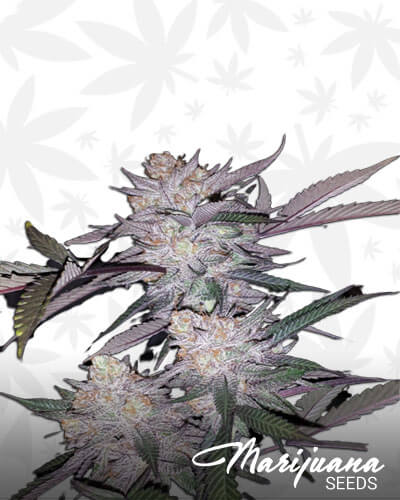 Cherry Pineapple Zmartiez