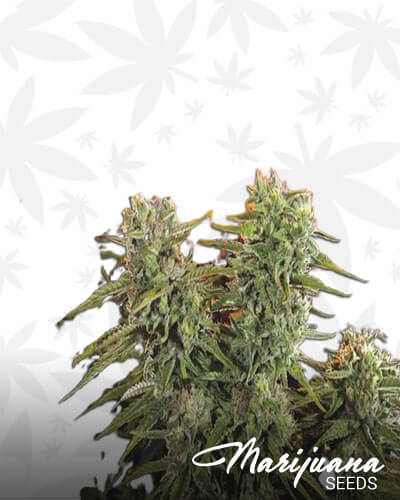 Cherry Posh OG