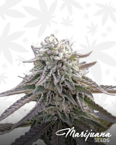 Cherry Punch