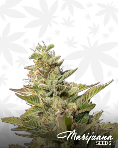Cherry Sarlacc