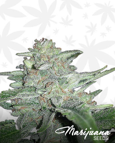 Cherry Tahoe