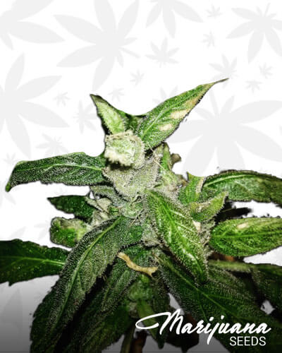 Cherry Wine Cure
