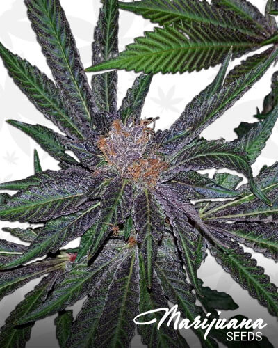 Cheshire Kush
