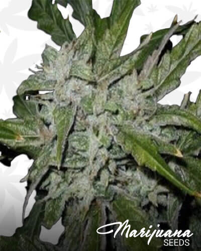 China White
