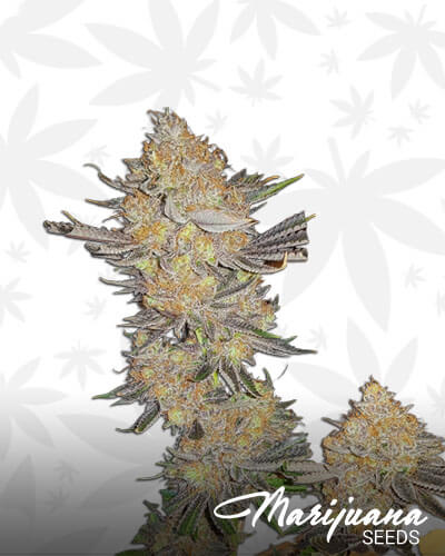 Chinook Haze
