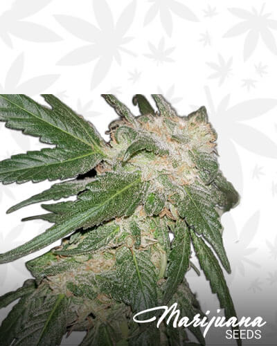 Choco Bud