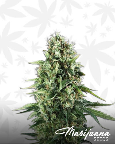 Choco Haze