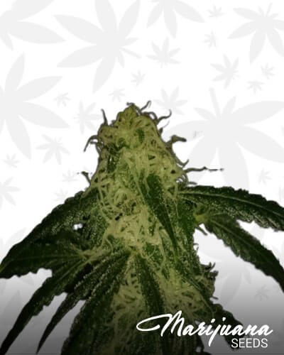 Choco Kush