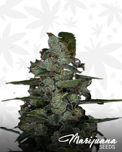 Chocolate Berry