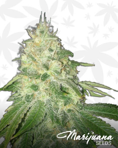 Chocolate Blueberry G13