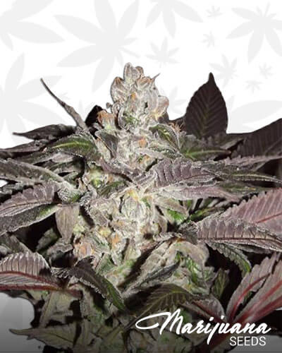 Chocolate Chunky Munky F2
