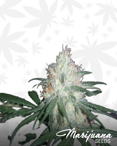 Chocolate Hammer OG Aka Top Cola