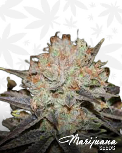 Chocolate Haze