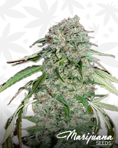 Chocolate Skunk CBD