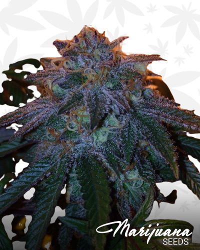 Chocolate Stardawg